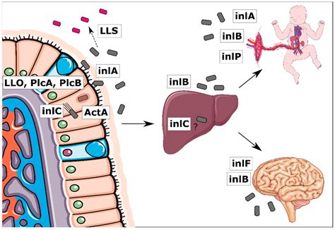 FbpA, a novel multifunctional Listeria monocytogenes virulence。